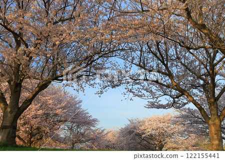 Cherry blossoms in full bloom and blue sky Cherry blossoms in full bloom and blue sky 122155441