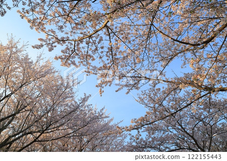 Cherry blossoms in full bloom and blue sky Cherry blossoms in full bloom and blue sky 122155443