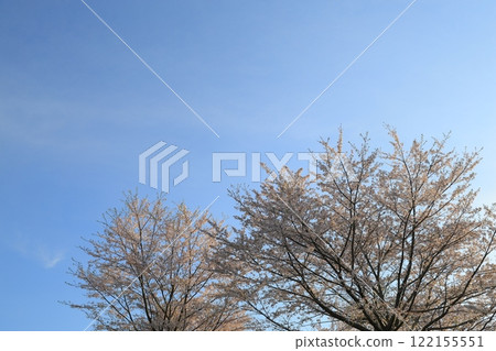 Cherry blossoms in full bloom shining in the blue sky 122155551
