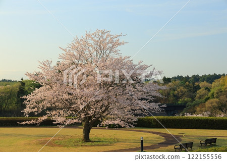 Cherry blossoms in full bloom shining in the blue sky Cherry blossoms in full bloom shining in the blue sky 122155556