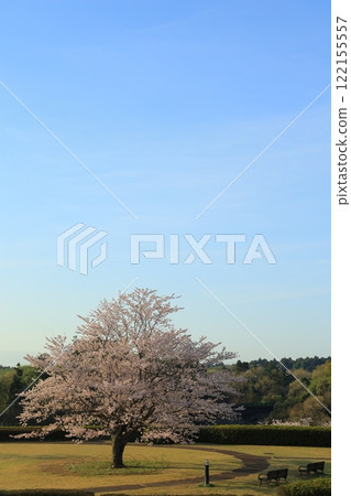Cherry blossoms in full bloom shining in the blue sky Cherry blossoms in full bloom shining in the blue sky 122155557