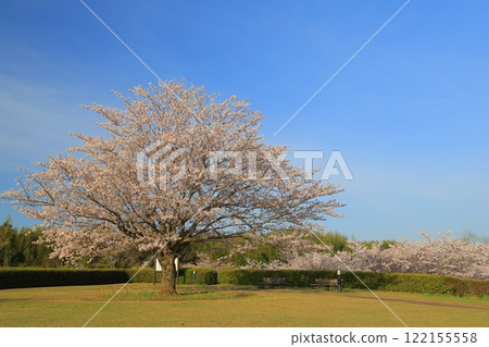 Cherry blossoms in full bloom shining in the blue sky Cherry blossoms in full bloom shining in the blue sky 122155558