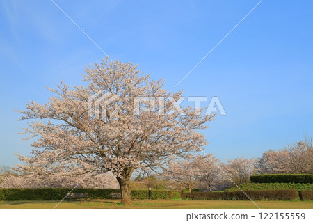 Cherry blossoms in full bloom shining in the blue sky Cherry blossoms in full bloom shining in the blue sky 122155559