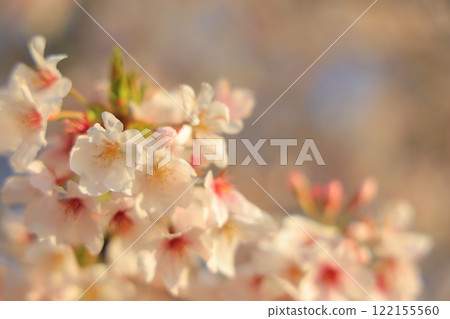 盛開的櫻花在藍天中閃耀 122155560