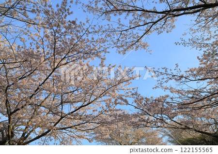 Cherry blossoms in full bloom shining in the blue sky 122155565