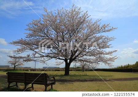 Cherry blossoms in full bloom shining in the blue sky 122155574