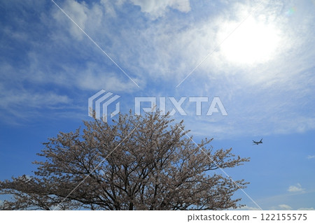 Cherry blossoms in full bloom shining in the blue sky 122155575