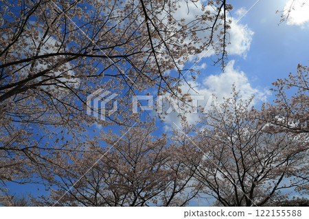 盛開的櫻花在藍天中閃耀 122155588