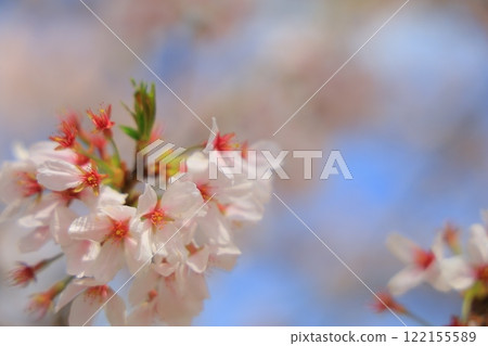 盛開的櫻花在藍天中閃耀 122155589