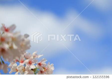 Cherry blossoms in full bloom shining in the blue sky Cherry blossoms in full bloom shining in the blue sky 122155596