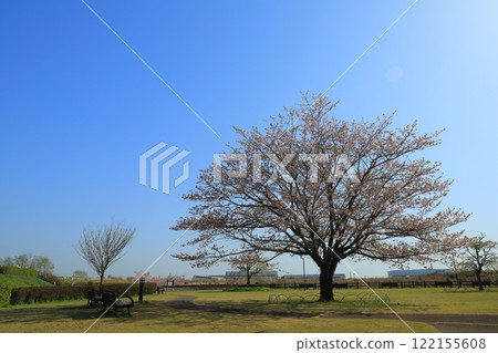 Cherry blossoms in full bloom shining in the blue sky Cherry blossoms in full bloom shining in the blue sky 122155608