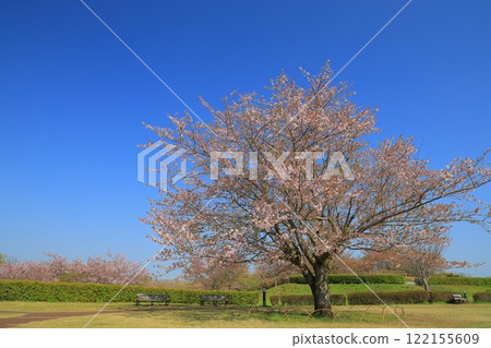 Cherry blossoms in full bloom shining in the blue sky Cherry blossoms in full bloom shining in the blue sky 122155609