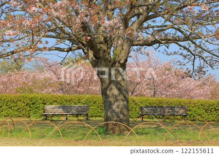 Cherry blossoms in full bloom shining in the blue sky Cherry blossoms in full bloom shining in the blue sky 122155611