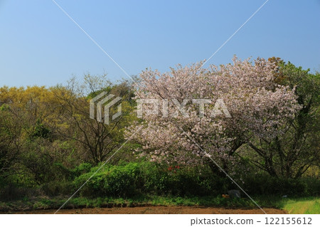Cherry blossoms in full bloom shining in the blue sky Cherry blossoms in full bloom shining in the blue sky 122155612