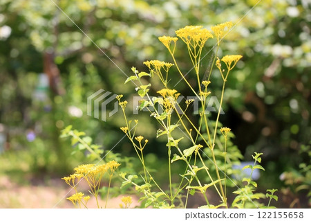 Seven herbs of autumn, flowers of Ominaeshi Seven herbs of autumn, flowers of Ominaeshi 122155658