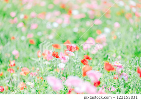 Poppy field at peak bloom 122155831