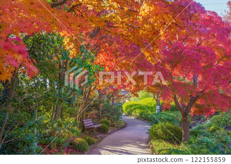 Scenery of a promenade surrounded by autumn maple leaves at their best. Scenery of a promenade surrounded by autumn maple leaves at their best. 122155859