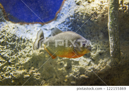 Piranha Piranha 122155869