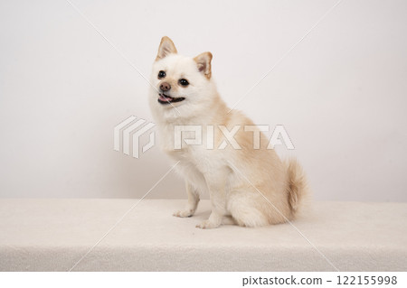 White background and smiling miniature pomelo Momo White background and smiling miniature pomelo Momo 122155998