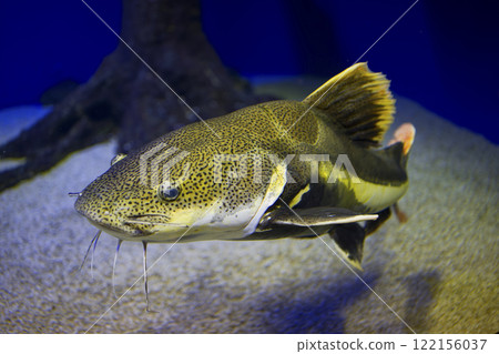 鯰魚 122156037