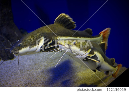 鯰魚 122156039