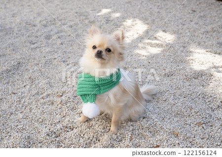 Pomechiwa chikuwa wearing a green scarf Pomechiwa chikuwa wearing a green scarf 122156124