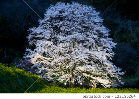 秦野市美野毛櫻花盛開，淡墨櫻花 122156264