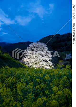 秦野市美野毛櫻花盛開，淡墨櫻花 122156265