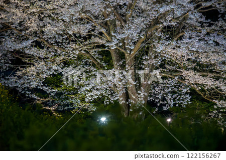 Cherry blossoms in full bloom: Minoue's pale pink cherry blossoms, Hadano City Cherry blossoms in full bloom: Minoue's pale pink cherry blossoms, Hadano City 122156267