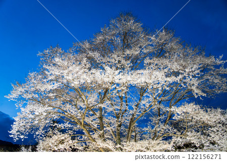 Cherry blossoms in full bloom: Minoue's pale pink cherry blossoms, Hadano City 122156271