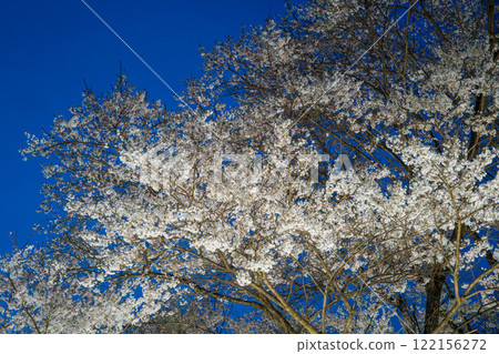 Cherry blossoms in full bloom: Minoue's pale pink cherry blossoms, Hadano City Cherry blossoms in full bloom: Minoue's pale pink cherry blossoms, Hadano City 122156272