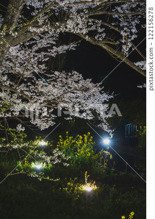Cherry blossoms in full bloom: Minoue's pale pink cherry blossoms, Hadano City Cherry blossoms in full bloom: Minoue's pale pink cherry blossoms, Hadano City 122156278