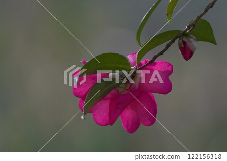 茶梅開花 茶梅開花 122156318