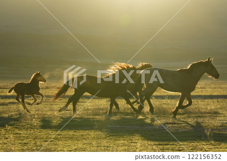 American wild horse mustang 122156352