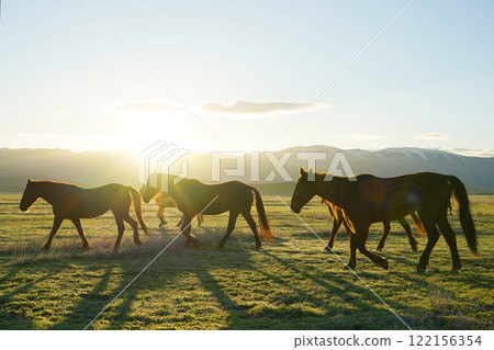 美國野馬野馬 122156354