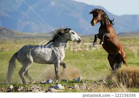 American wild horse mustang 122156356