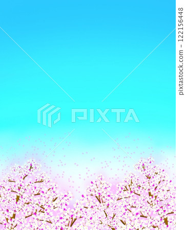 Spring cherry blossoms and blue sky 122156448