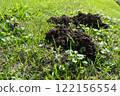 Mole-damaged lawn 122156554