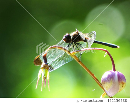 Forest fairy and dragonfly 122156588