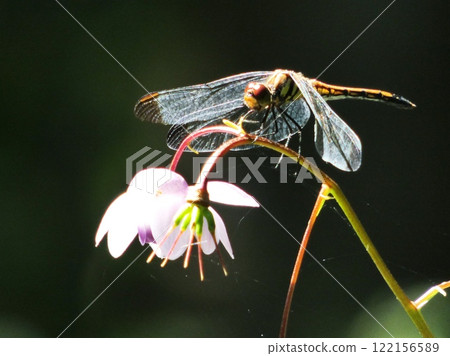 Forest fairy and dragonfly Forest fairy and dragonfly 122156589