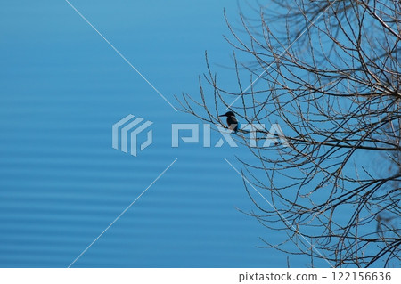 藍色水面上站在樹枝上的翠鳥的剪影 122156636