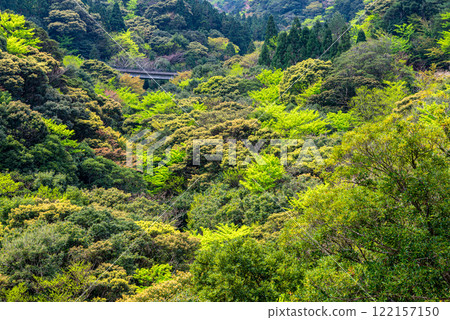Yakushima Offshore Alpine Forest (January) - Magnificent new green leaves on the trees 122157150