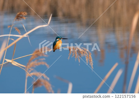 翠鳥,水邊的一種野鳥,棲息在蘆葦尖上 翠鳥,水邊的一種野鳥,棲息在蘆葦尖上 122157156