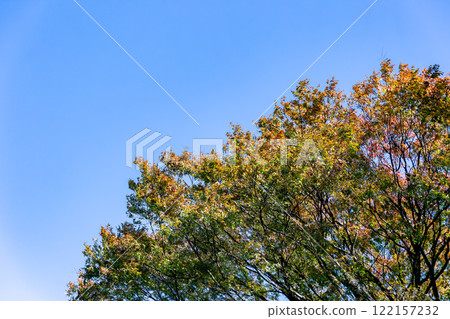 Beautiful autumn leaves shining in the autumn sun 122157232