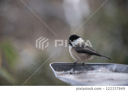 Willow tit 122157849