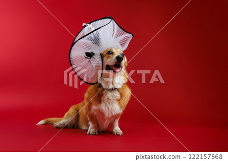 Corgi in elegant oversized white hat on a red background, exuding charm and sophistication 122157868