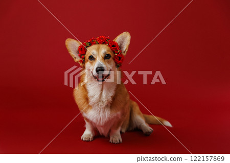 Adorable corgi wearing a red rose crown, perfect for Valentines Day or festive themes 122157869