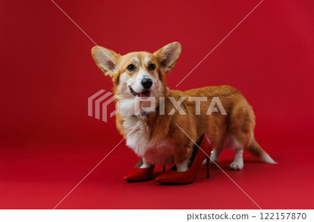 Confident corgi dog rocking red high heels, redefining style on a bold red backdrop 122157870