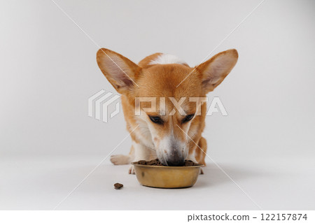Adorable corgi staring at its food bowl, waiting for mealtime. Perfect pet photography moment Adorable corgi staring at its food bowl, waiting for mealtime. Perfect pet photography moment 122157874