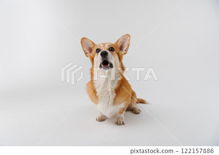 Corgi enthusiastically awaiting a treat, showcasing joy and anticipation on a white backdrop Corgi enthusiastically awaiting a treat, showcasing joy and anticipation on a white backdrop 122157886